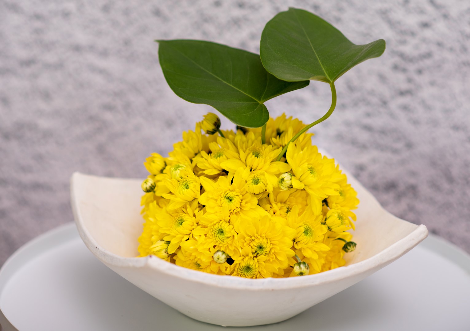 Pina Colada chrysanthemum chryzantema Wielkanoc wiosna