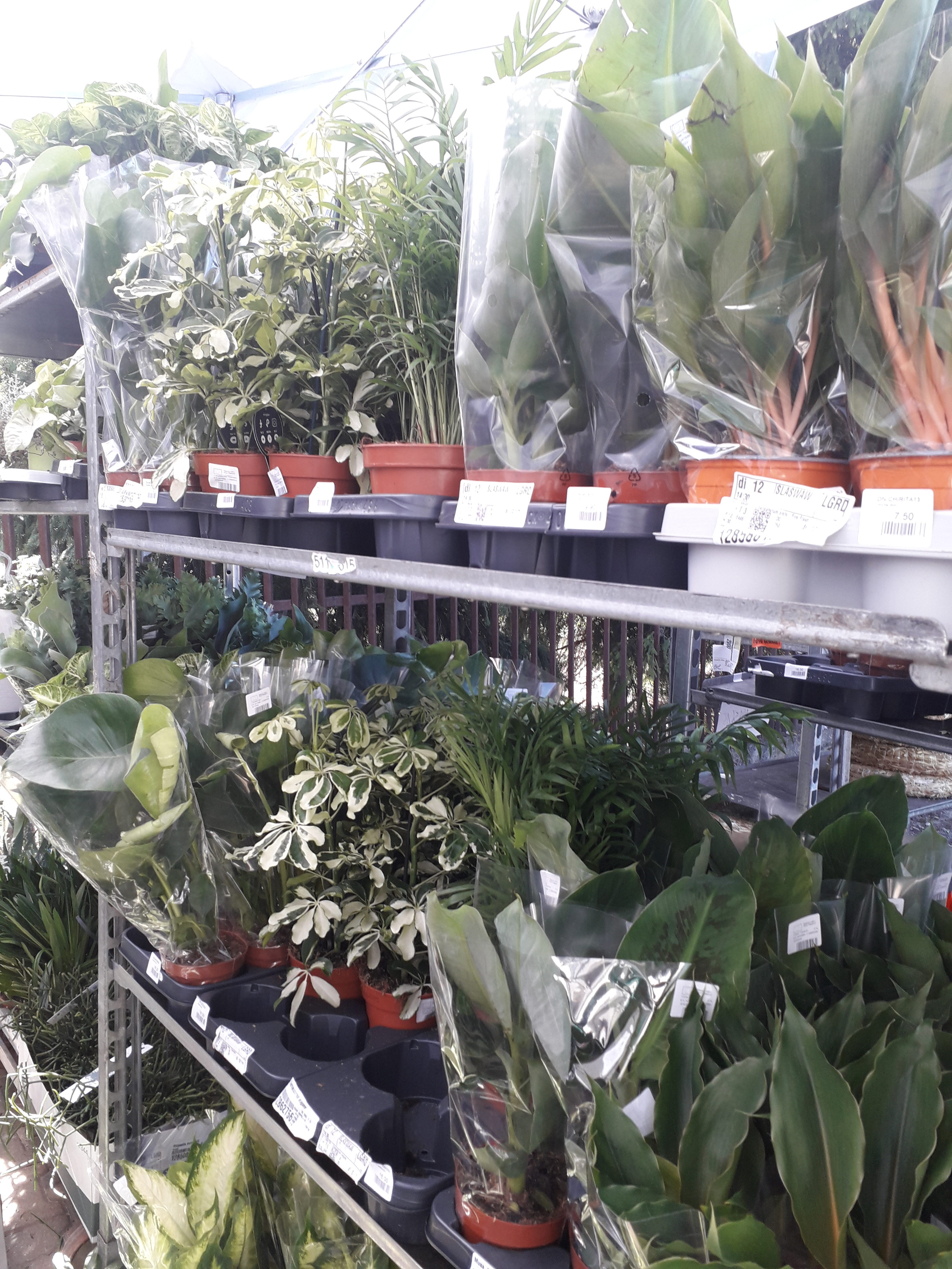 Mazowieckie Centrum Florystyczne