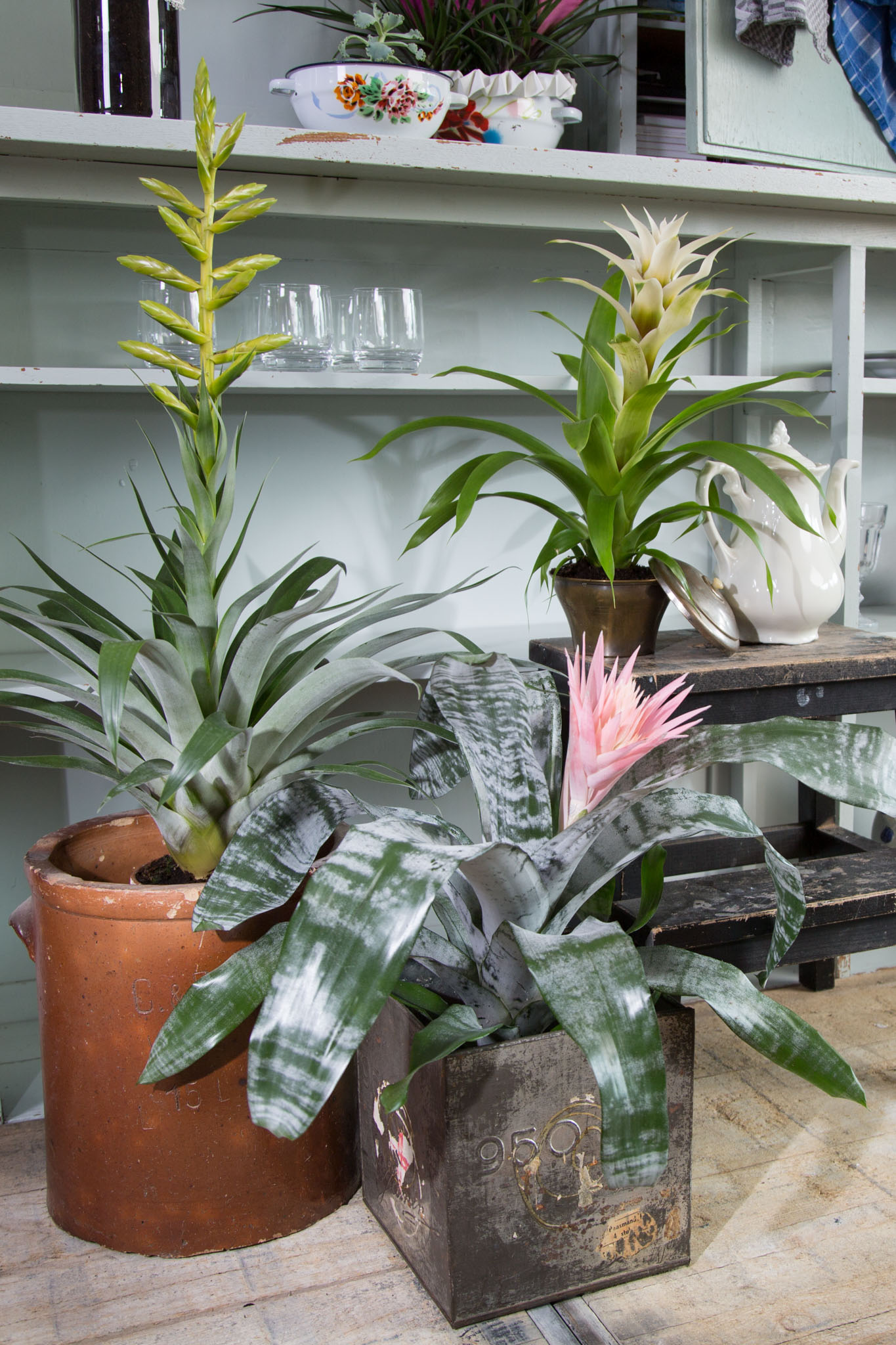 Bromelia