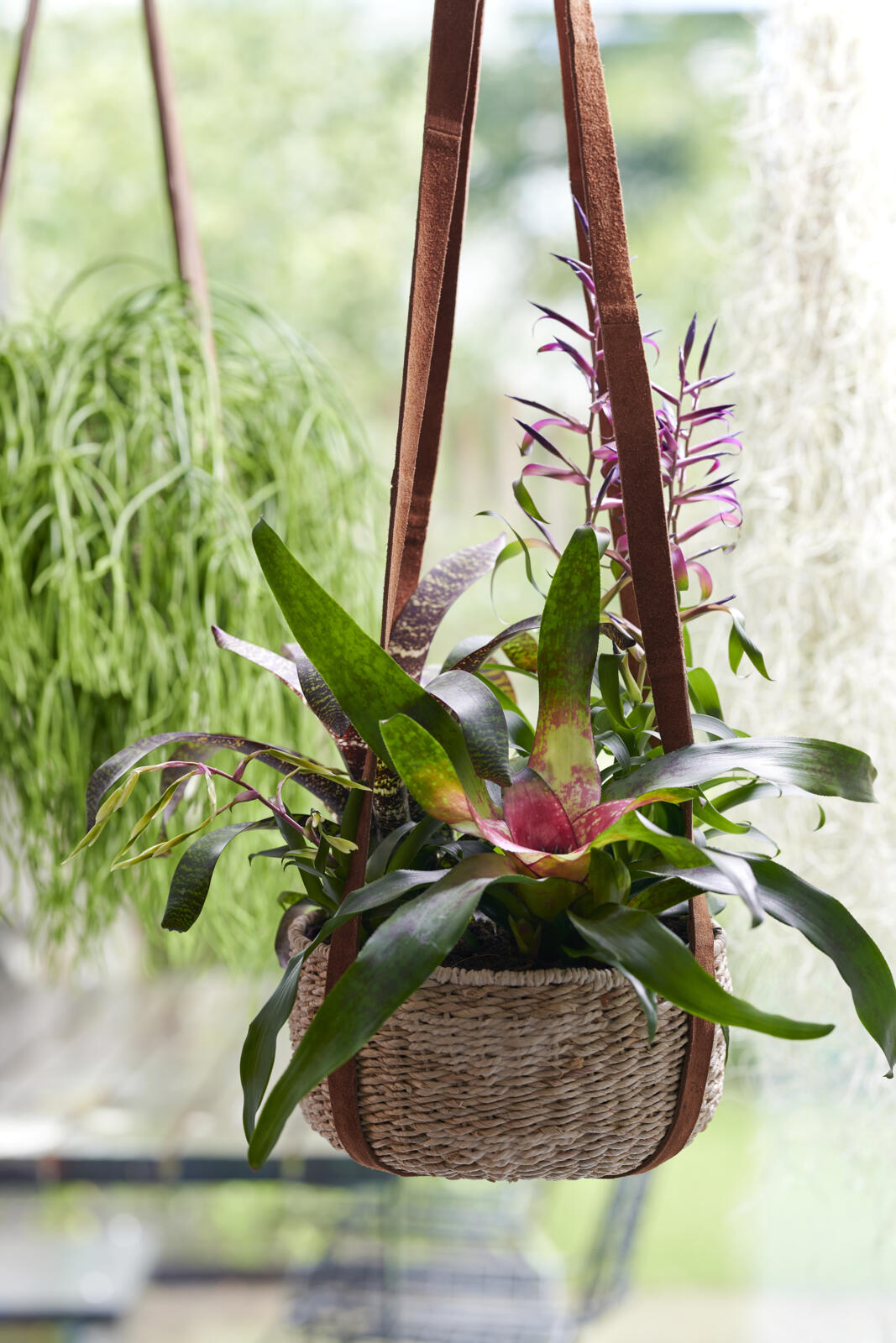 Bromelia