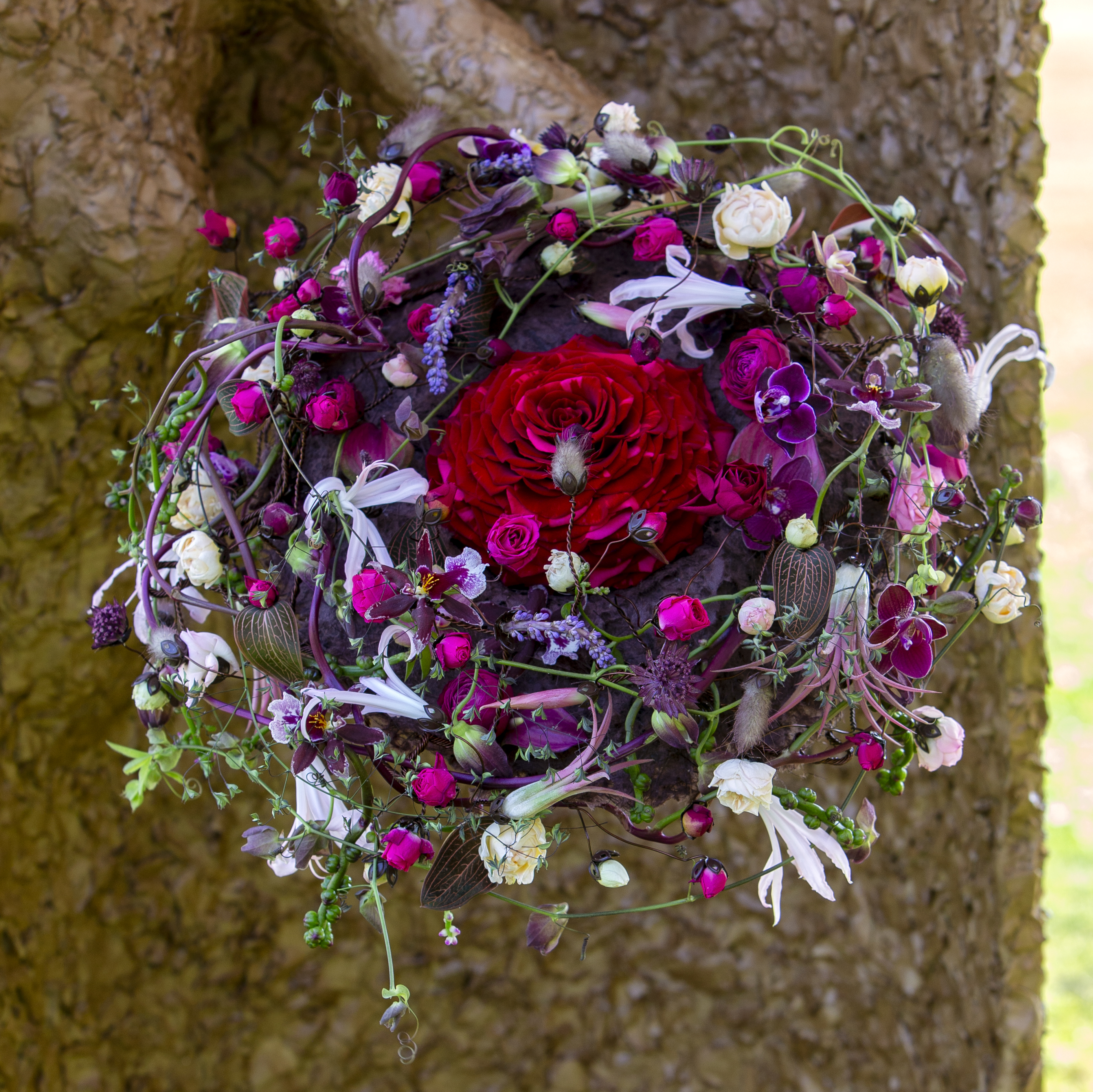 Cymbidium Eurofleurs 2023