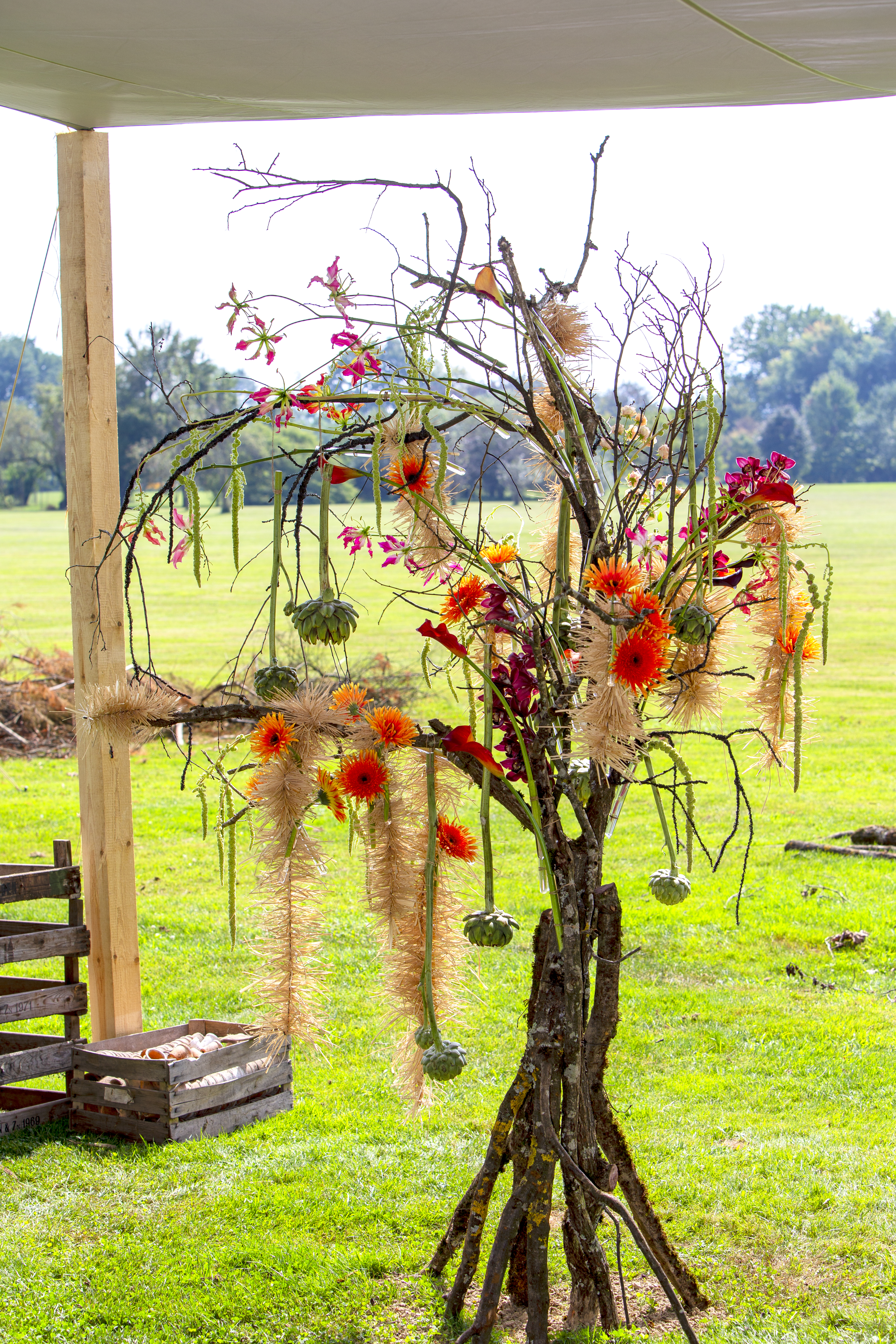 Cymbidium Eurofleurs 2023