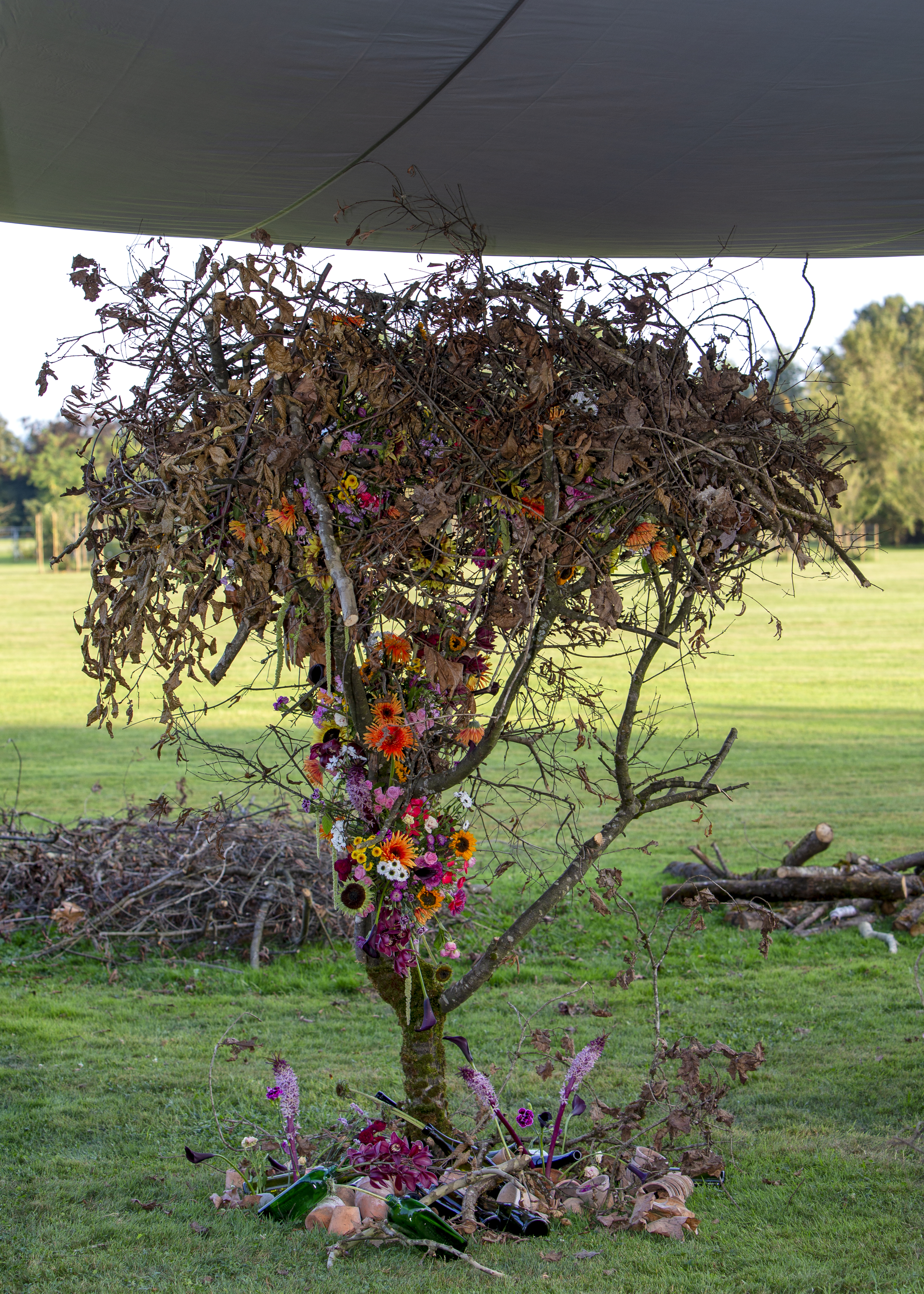 Cymbidium Eurofleurs 2023