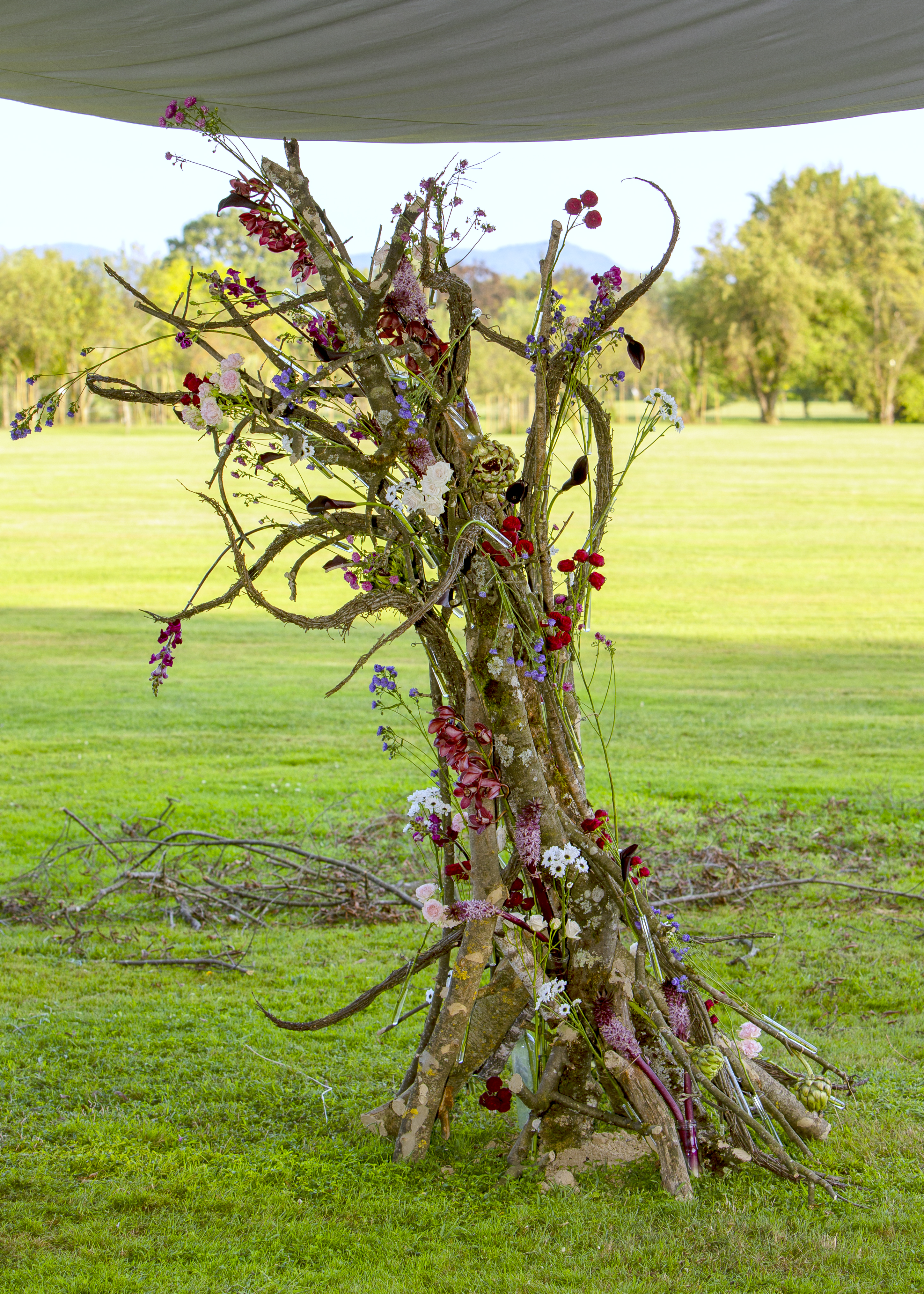 Cymbidium Eurofleurs 2023