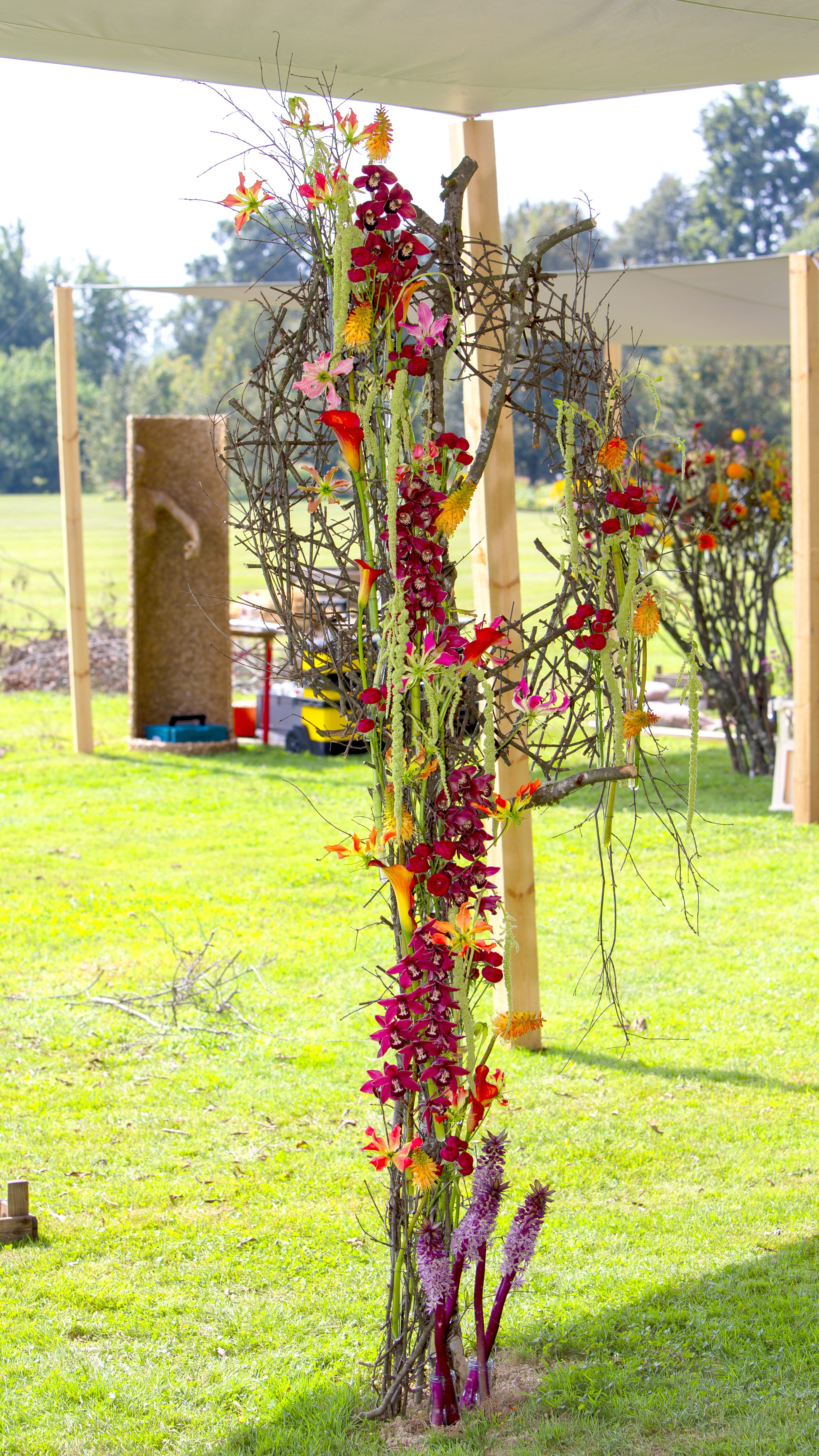 Cymbidium Eurofleurs 2023