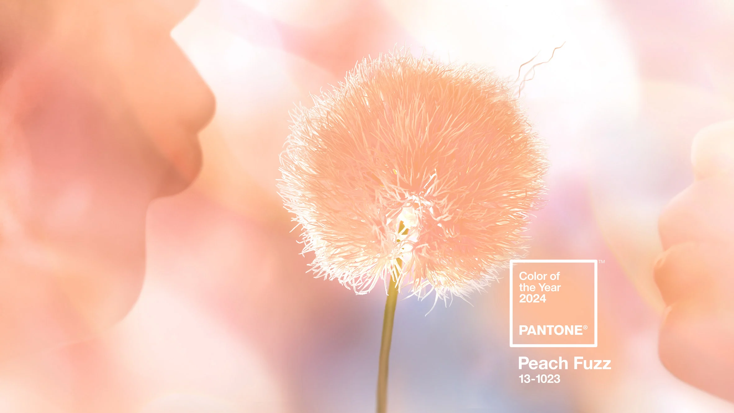 peach-fuzz-pantone-colour-of-the-year-2024-herojpg