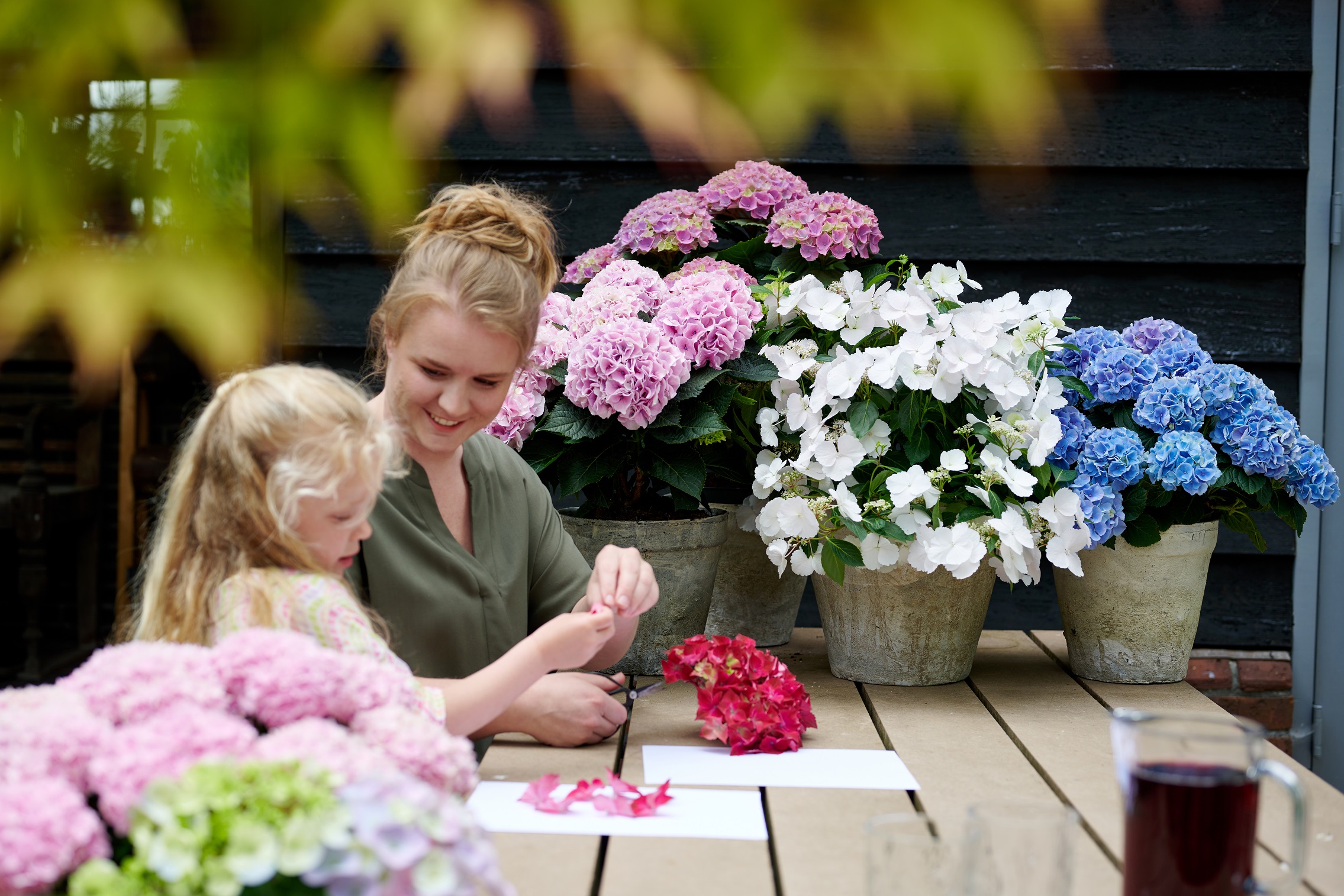 Hortensja doniczkowa