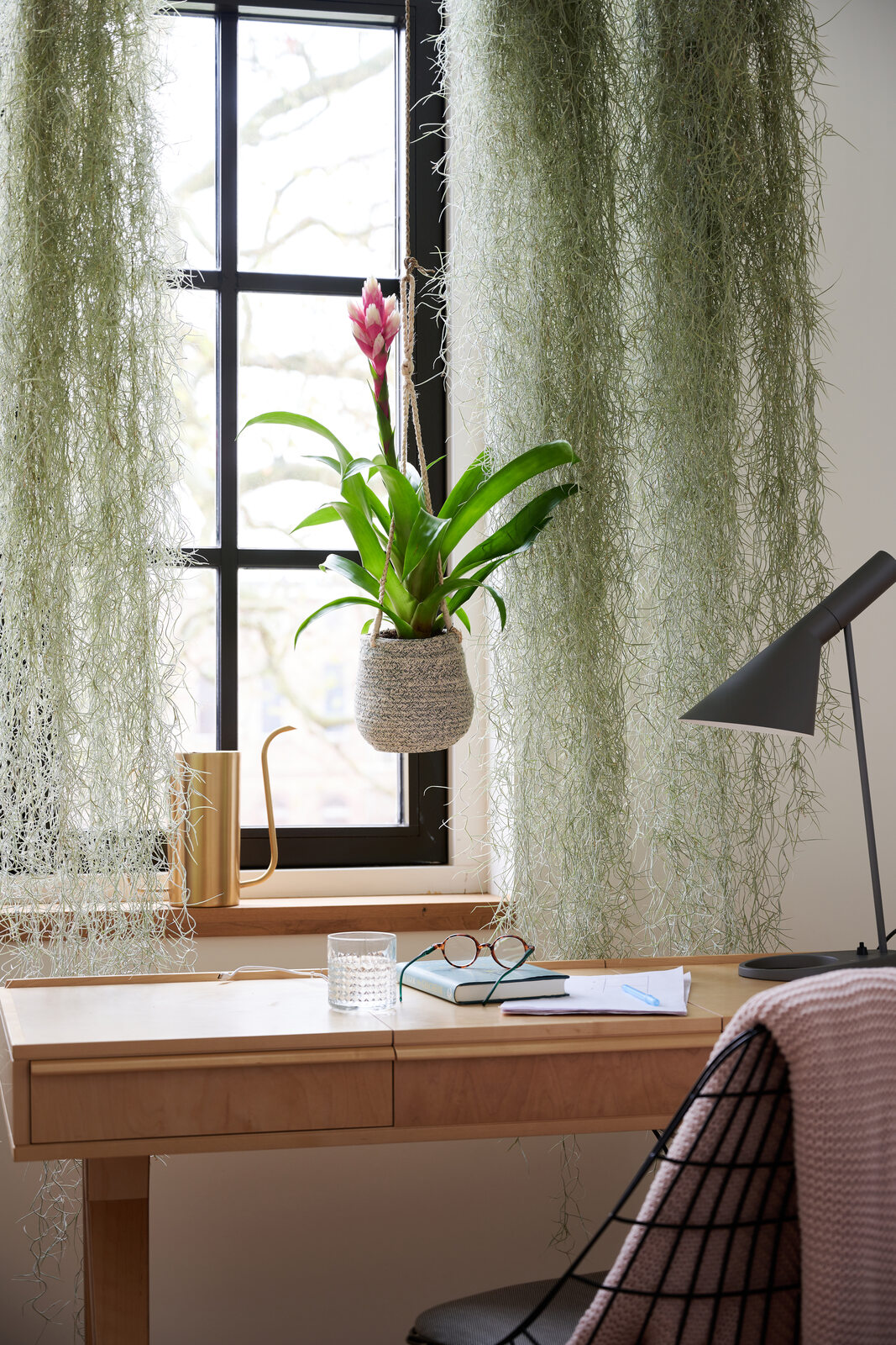 bromelia, rośliny doniczkowe, dom