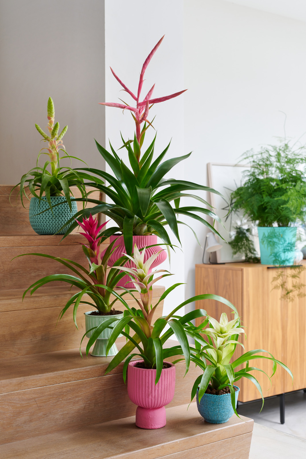 bromelia, rośliny doniczkowe, dom