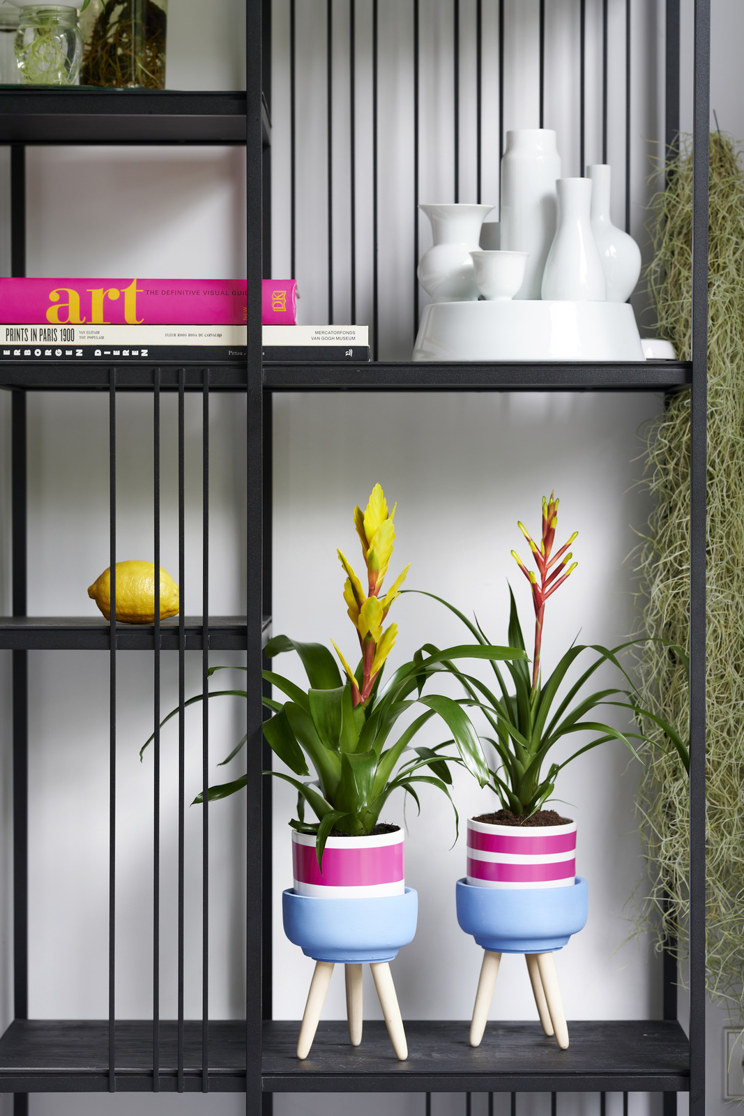 bromelia concept factory daily smile trend