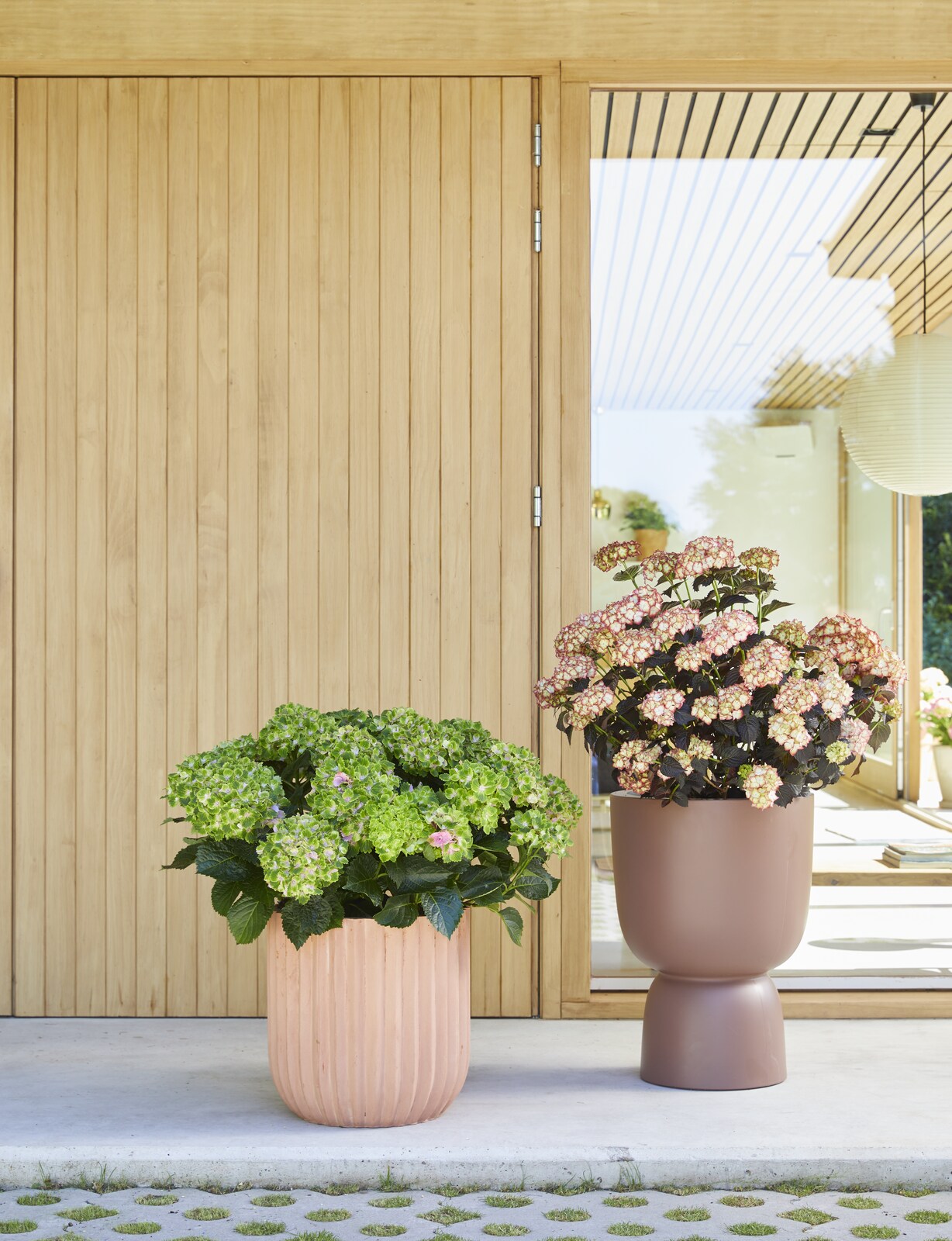concept factory desert retreat trend hortensja hydrangea