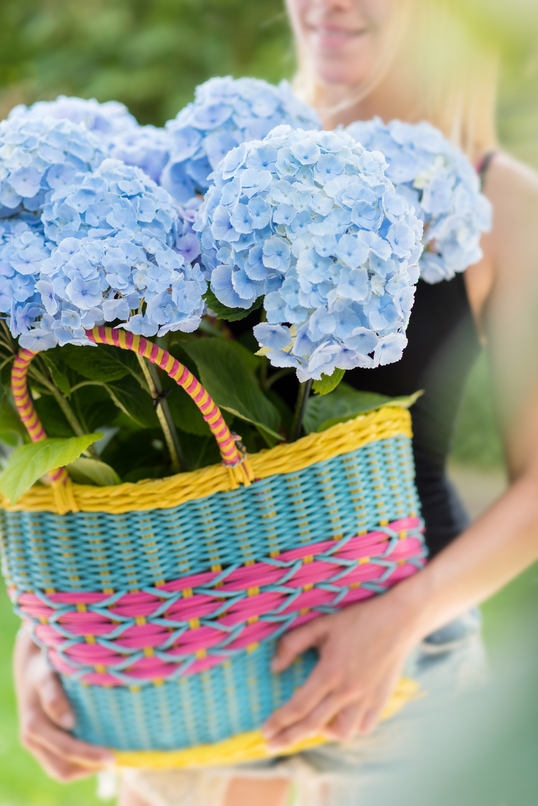 hortensja doniczkowa