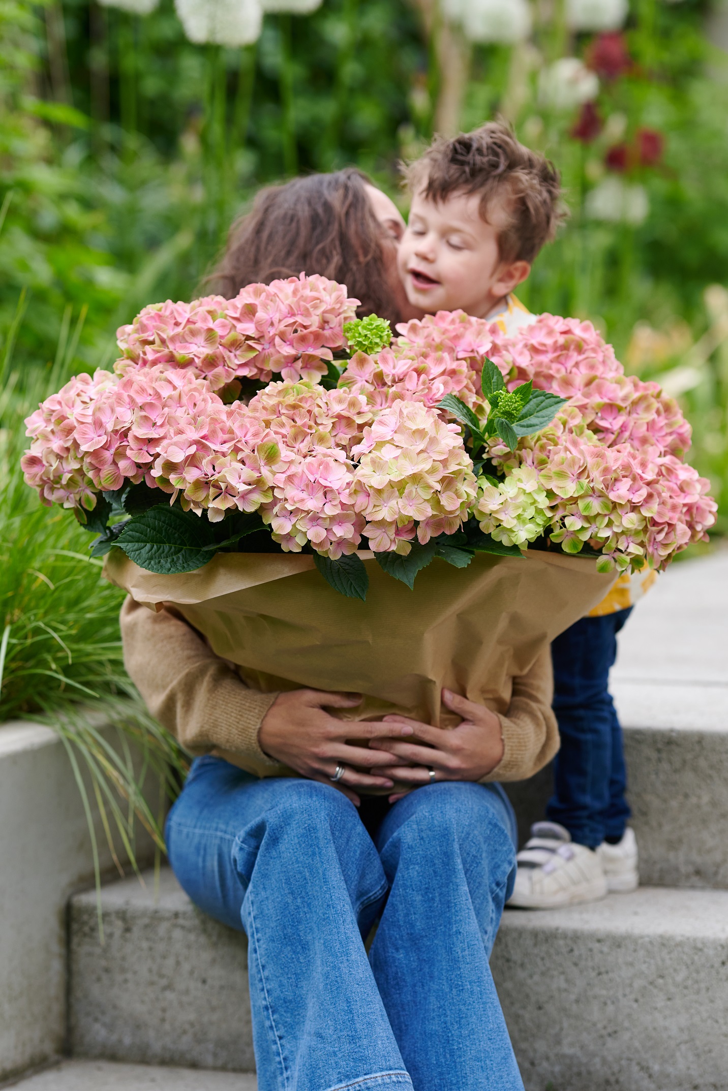 hortensja doniczkowa