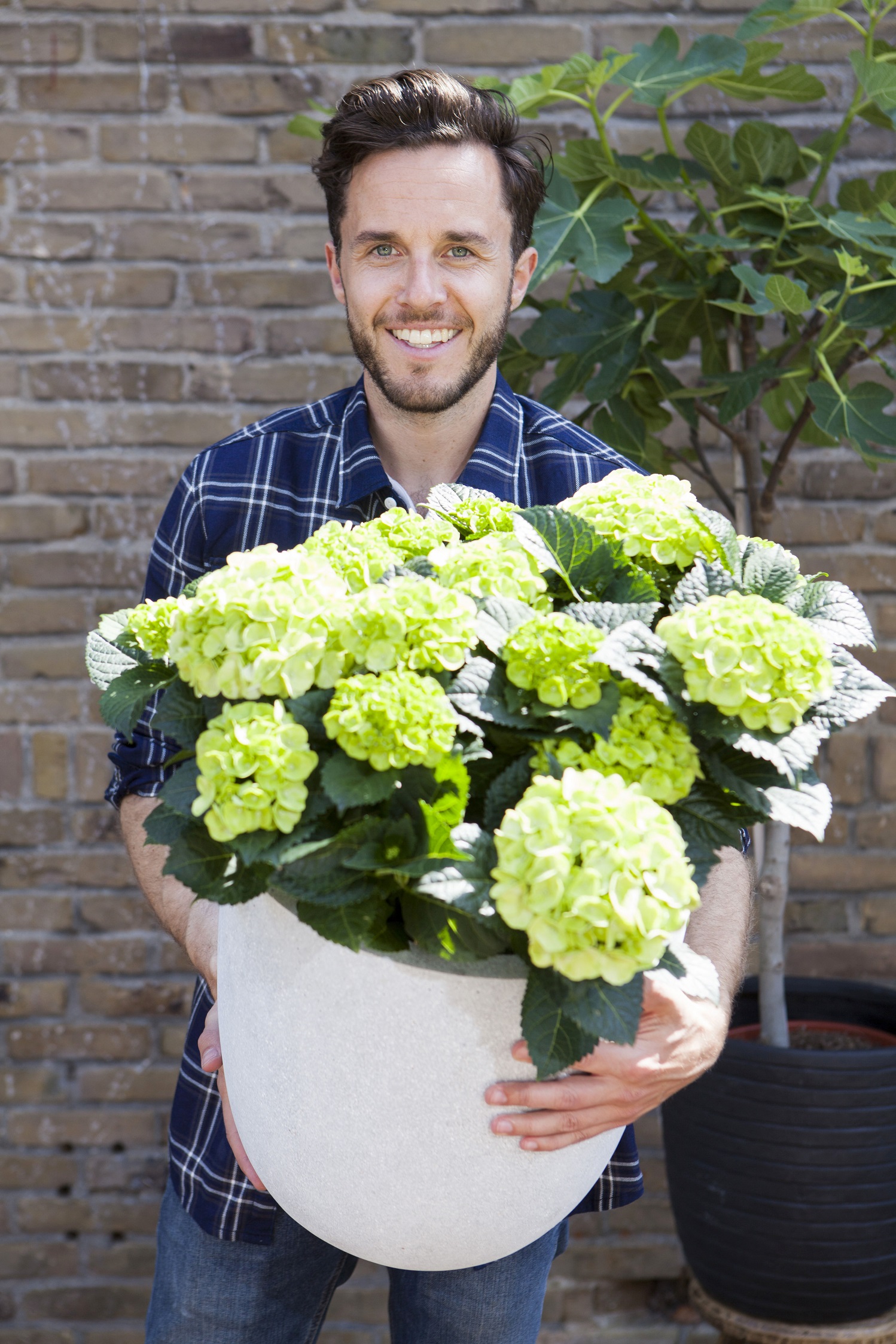 hortensja doniczkowa dzień ojca