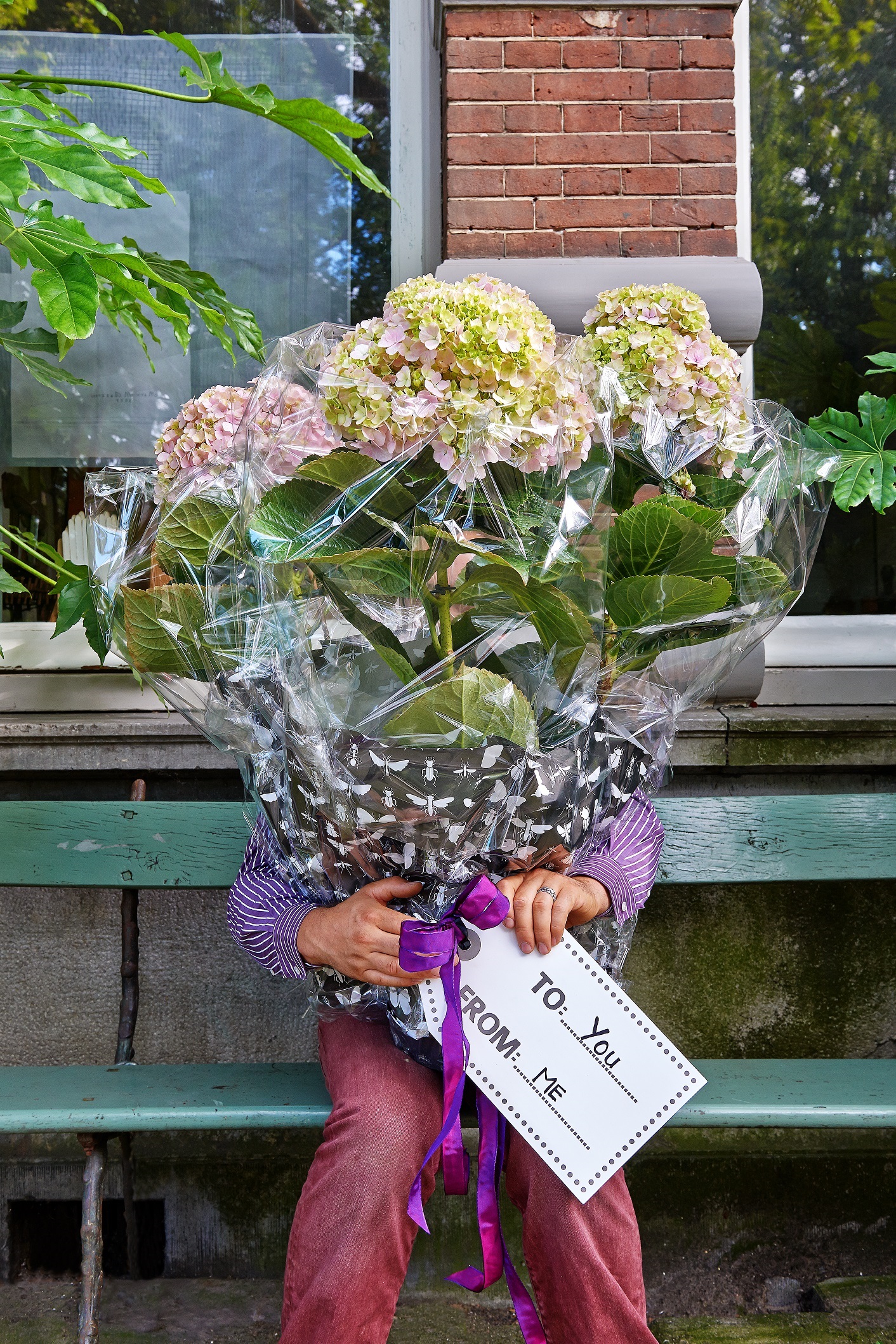 hortensja doniczkowa