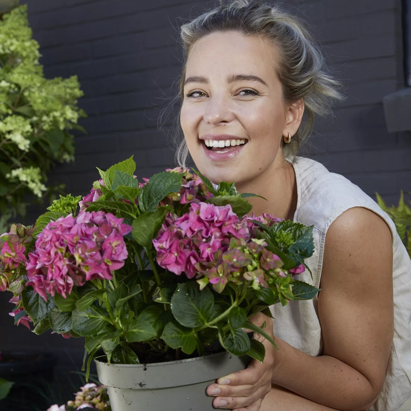 hortensja hydrangea world