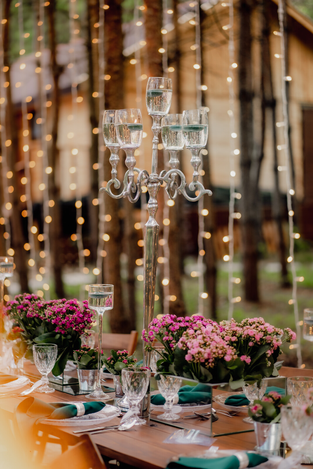 kalanchoë kalanchoe rośliny doniczkowe