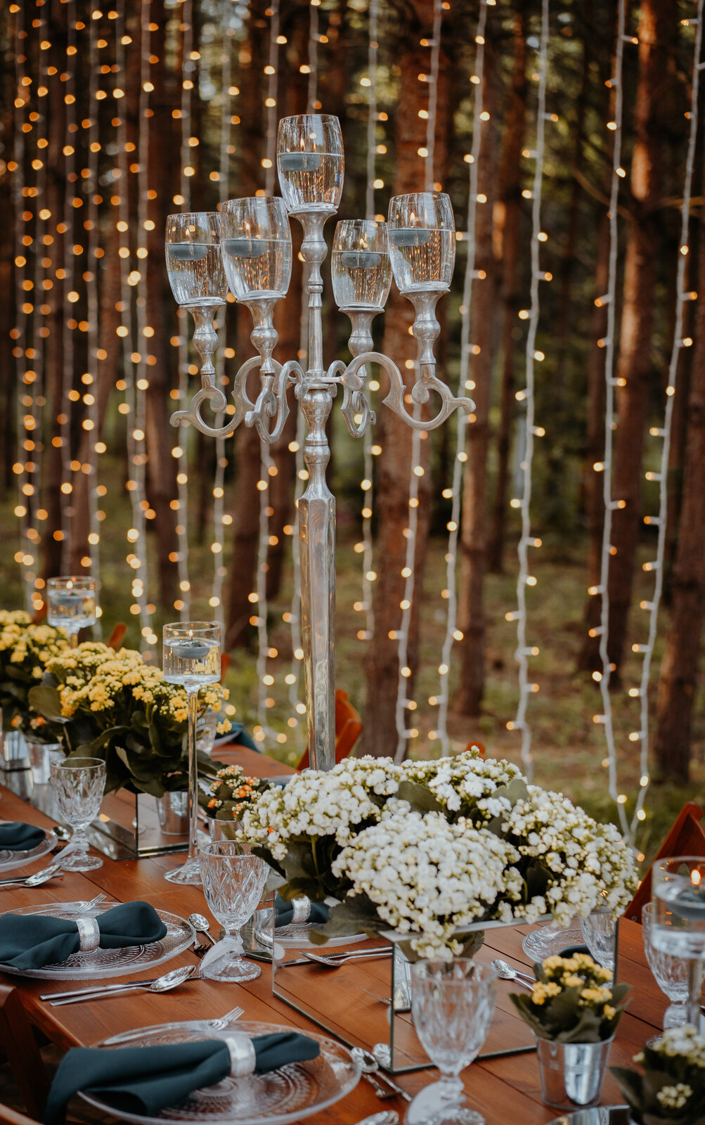 kalanchoë kalanchoe rośliny doniczkowe