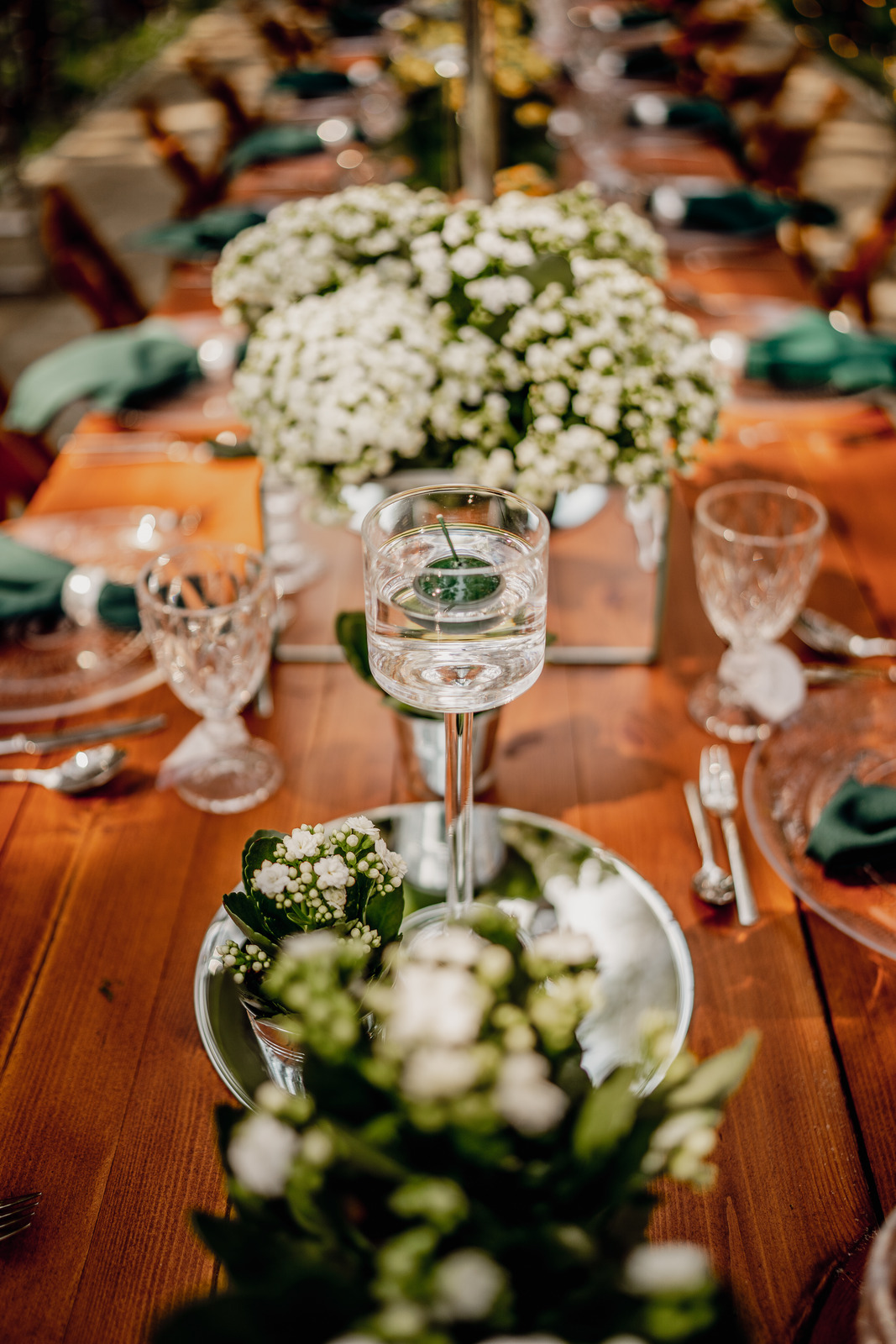 kalanchoë kalanchoe rośliny doniczkowe