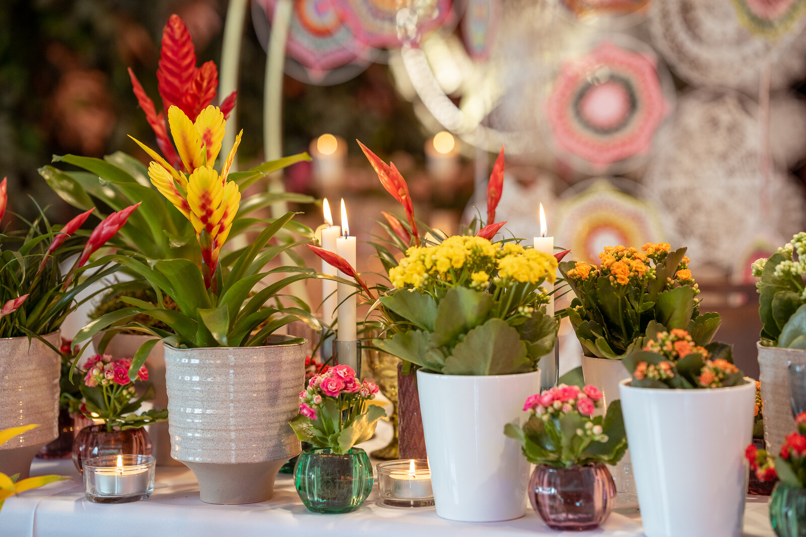 kalanchoë kalanchoe rośliny doniczkowe