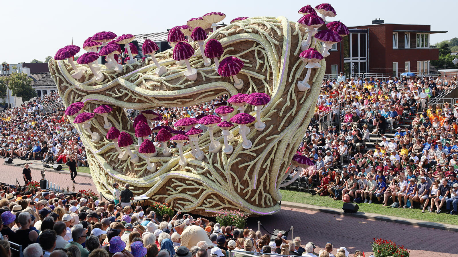 Corso Zundert 2024 parada kwiatów dalie holandia