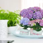 Hortensja doniczkowa. Fot. HydrangeaWorld.com (5)