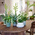 Fot. Bromelia info (5)