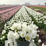 Cloud Dancer w Twoim ogrodzie