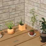 Paszport dla roślin