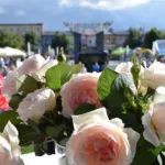 Święto róż i dobrej zabawy [NASZ PATRONAT]